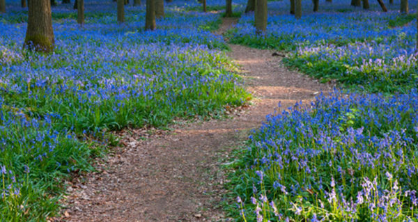 Field of flowers.