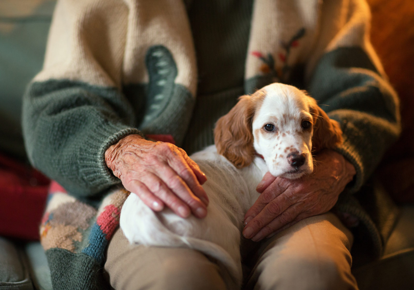English Setter serving as therapy dog on a senior woman's lap