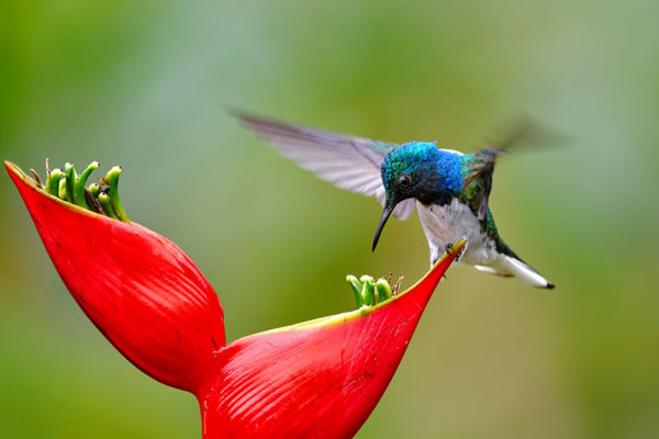 hummingbird near flower